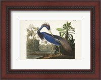 Framed Pl 217 Louisiana Heron
