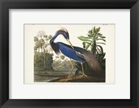 Framed Pl 217 Louisiana Heron