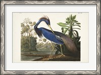 Framed Pl 217 Louisiana Heron