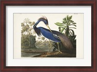 Framed Pl 217 Louisiana Heron