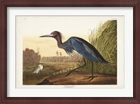 Framed Pl 307 Blue Crane or Heron