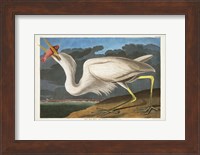Framed Pl 281 Great White Heron