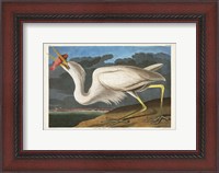 Framed Pl 281 Great White Heron