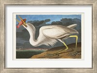 Framed Pl 281 Great White Heron