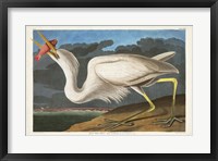 Framed Pl 281 Great White Heron