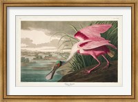 Framed Pl 321 Roseate Spoonbill