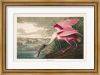 Framed Pl 321 Roseate Spoonbill