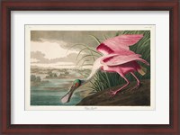 Framed Pl 321 Roseate Spoonbill