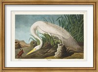 Framed Pl 386 White Heron