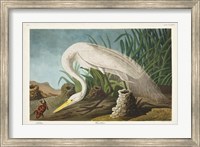 Framed Pl 386 White Heron