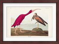 Framed Pl 397 Scarlet Ibis