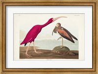 Framed Pl 397 Scarlet Ibis
