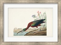 Framed Pl 387 Glossy Ibis