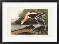 Framed Pl 318 American Avocet