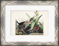 Framed Pl 333 Green Heron