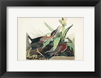 Framed Pl 333 Green Heron