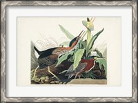 Framed Pl 333 Green Heron