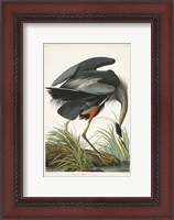 Framed Pl 211 Great Blue Heron