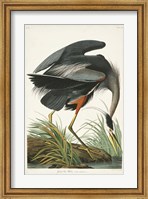 Framed Pl 211 Great Blue Heron