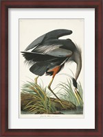 Framed Pl 211 Great Blue Heron