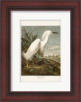 Framed Pl 242 Snowy Heron