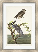 Framed Pl 336 Yellow-crowned Heron