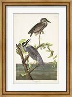 Framed Pl 336 Yellow-crowned Heron