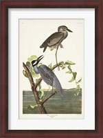 Framed Pl 336 Yellow-crowned Heron