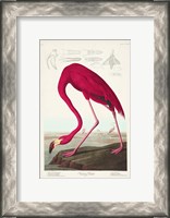 Framed Pl 431 American Flamingo