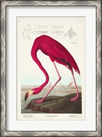 Framed Pl 431 American Flamingo