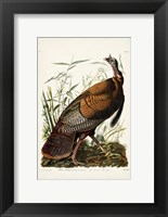 Framed Pl 1 Wild Turkey