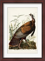 Framed Pl 1 Wild Turkey