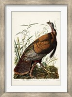 Framed Pl 1 Wild Turkey