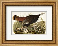 Framed Pl 6 Great American Hen & Young