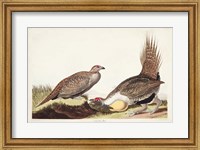 Framed Pl 371 Cock of the Plains