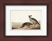 Framed Pl 413 Californian Partridge