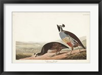 Framed Pl 413 Californian Partridge