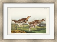 Framed Pl 382 Sharp-tailed Grouse