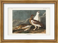 Framed Pl 368 Rock Grouse