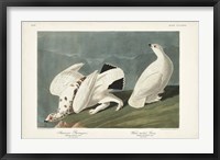 Framed Pl 418 American Ptarmigan