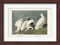 Framed Pl 418 American Ptarmigan