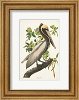 Framed Pl 251 Brown Pelican