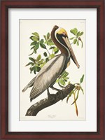 Framed Pl 251 Brown Pelican