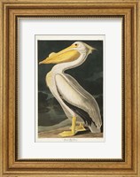 Framed Pl 311 American White Pelican