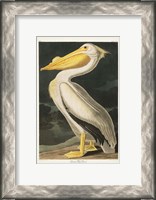 Framed Pl 311 American White Pelican