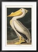 Framed Pl 311 American White Pelican