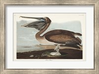 Framed Pl 421 Brown Pelican