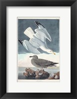 Framed Pl 291 Herring Gull