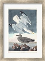Framed Pl 291 Herring Gull