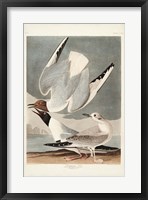 Framed Pl 324 Bonapartian Gull